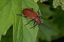 Ein roter Feuerkäfer (Pyrochroa serraticornis) sitzt auf einem grünen Blatt. Der Käfer hat lange Antennen und sechs Beine.
