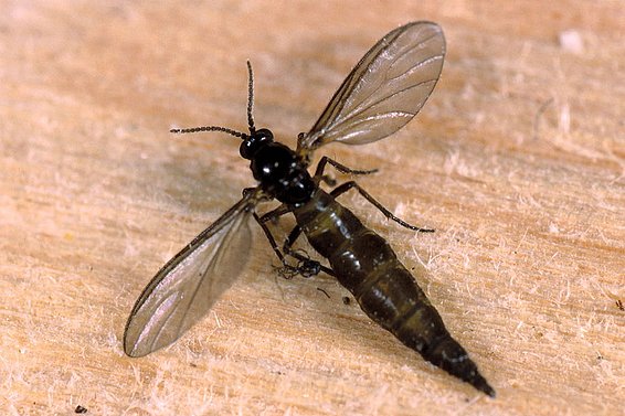 Cratyna sp., eine Trauermücke, mit durchsichtigen Flügeln und einem langen, gestreiften Körper, auf einer Holzoberfläche.