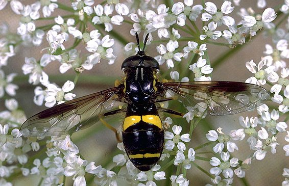 Schwebfliege (Chrysotoxum bicinctum) auf kleinen weißen Blüten, zeigt schwarz-gelbe Streifen auf dem Körper und durchsichtige Flügel.