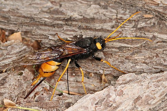 Riesenholzwespe (Urocerus gigas) auf Baumrinde, schwarz mit gelben und orangefarbenen Akzenten, lange Fühler, seitliche Ansicht.