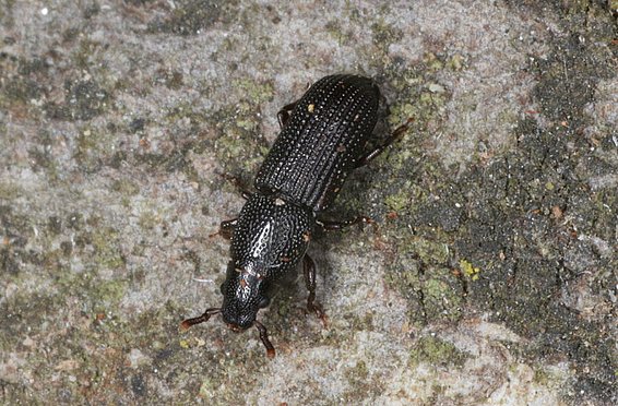 Schwarzer Käfer Rhyncolus sculpturatus, von oben betrachtet, mit einer glänzenden, strukturierten Oberfläche und kurzen Antennen.