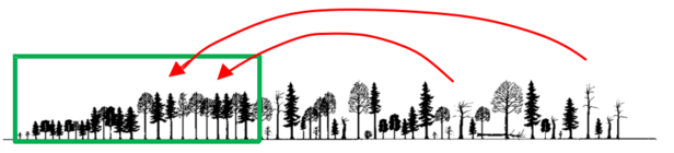 Grafik alte Waldbestände / Altholzinseln
