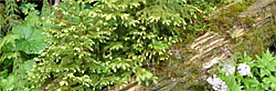 Waldverjüngung
