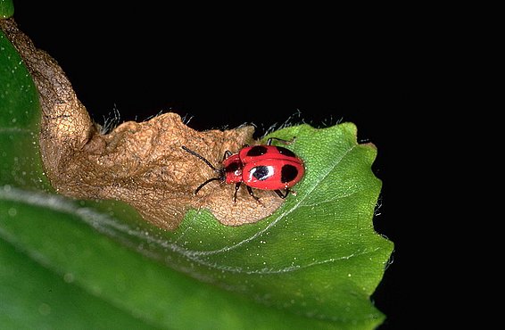Scharlachroter Pilzkäfer (Endomychus coccineus) auf einem Blatt, rot mit schwarzen Punkten, auf einer braunen, vertrockneten Blattkante.